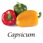 Capsicum